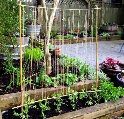 Bamboo Pea Trellis