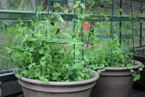 pea Tripod Trellis