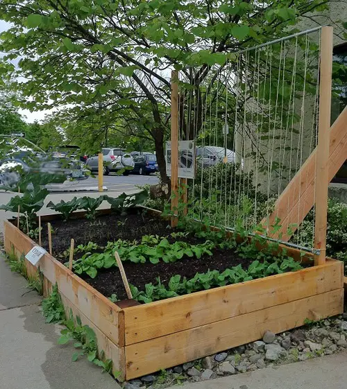 Raised Bed Pea Trellis
