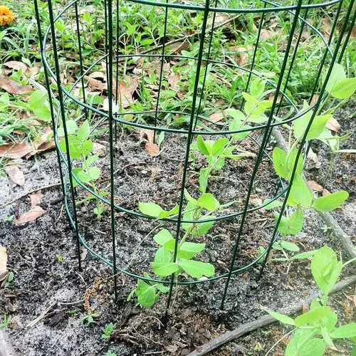 Wire Fence Trellis
