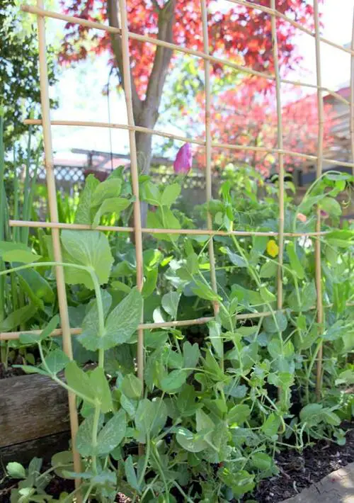 pea Woven Bamboo Trellis