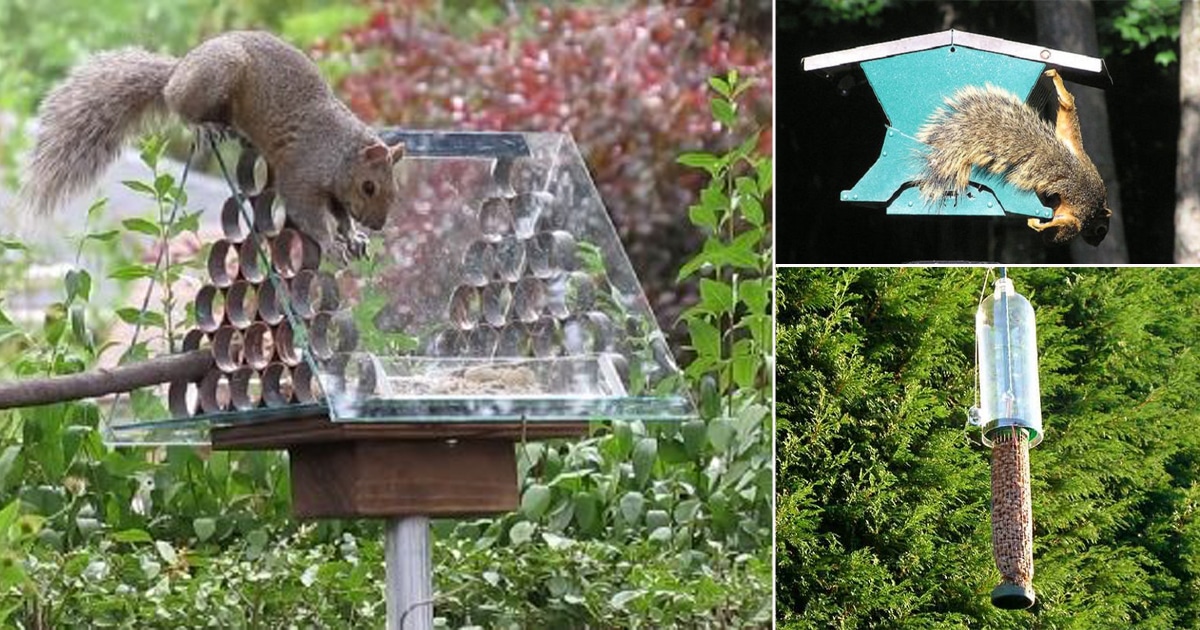 8 DIY Squirrel Proof Bird Feeder Ideas | Balcony Garden Web