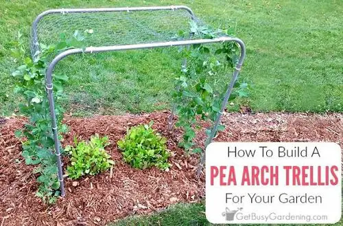 Pea Arch Trellis