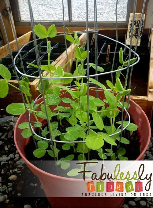 Mini pea Trellis