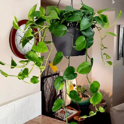 Pothos Plant Benefits 4