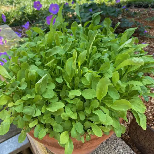 Rooftop Vegetables in Containers
