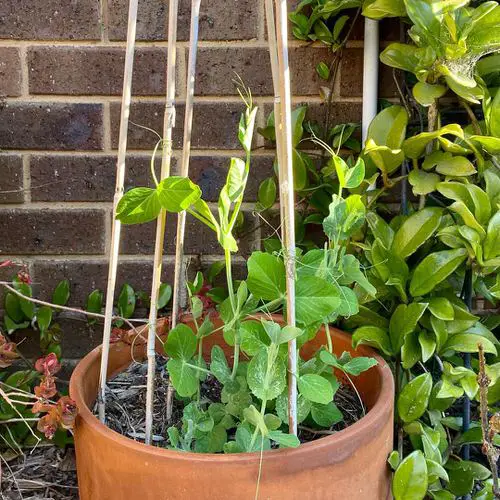 Selecting the Right Variety of Peas to Grow