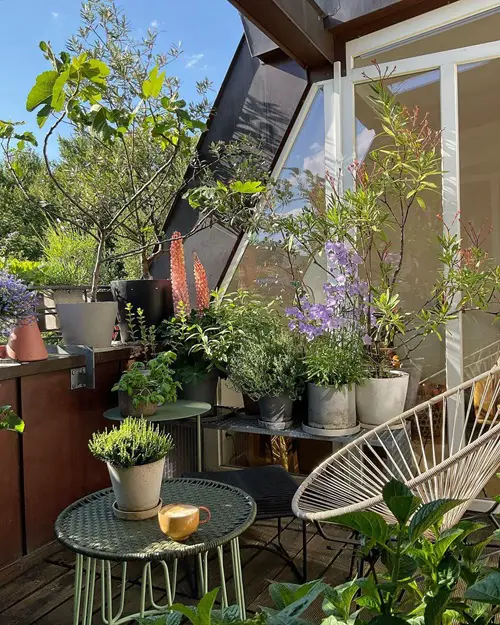 Choosing the Right Plants to Make a Balcony Garden 2