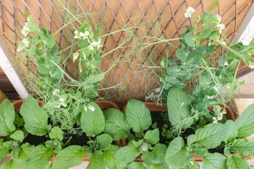 Companion Planting: What to Grow with Peas