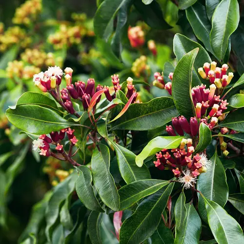 grow cloves 1