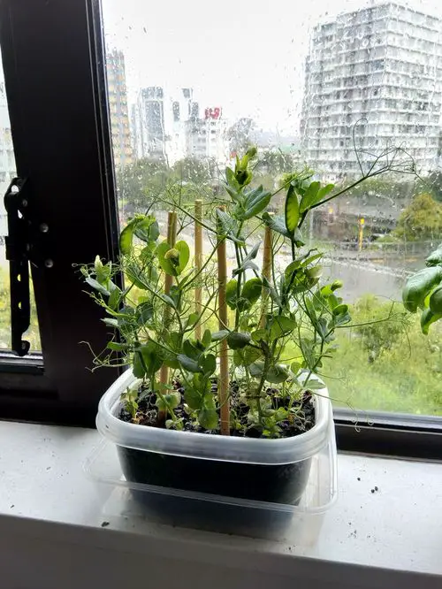 Growing Peas Indoors
