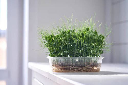 Growing Peas from Seeds