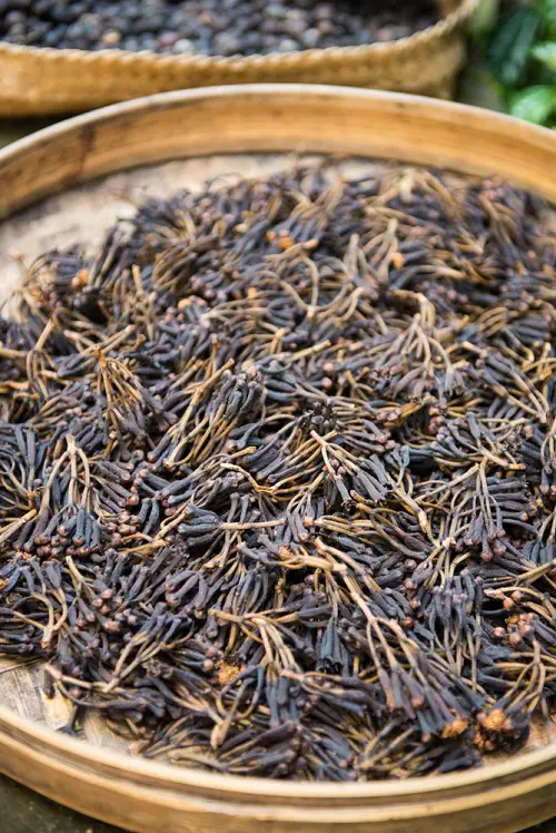 grow cloves 4