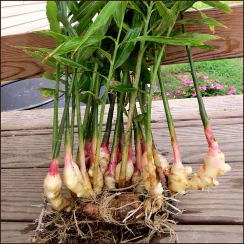 How To Grow Ginger In Pot 6