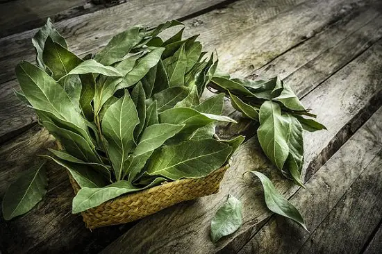 List of Cooking Herbs that are easy to grow and use 