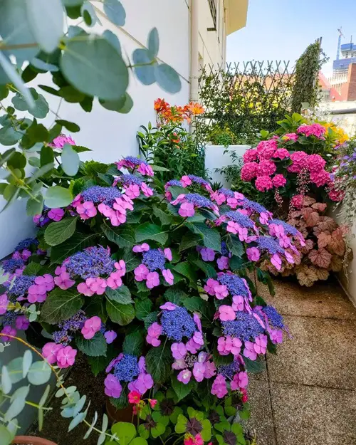 Pay Attention to the Soil and Start Planting to Make a Balcony Garden 4
