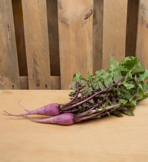 Types of Radish