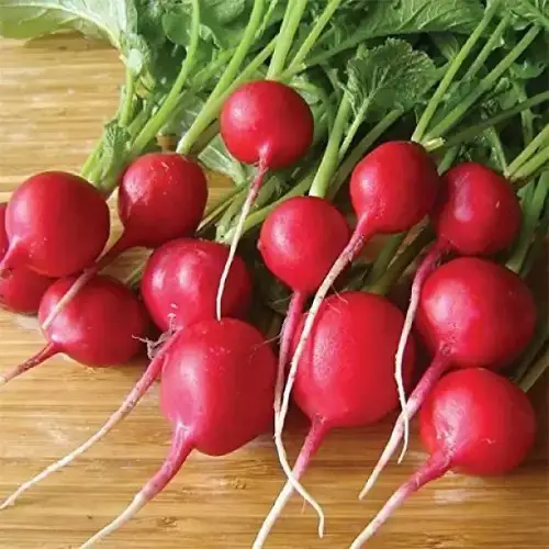  Types of Radish Varieties for Containers and Gardens