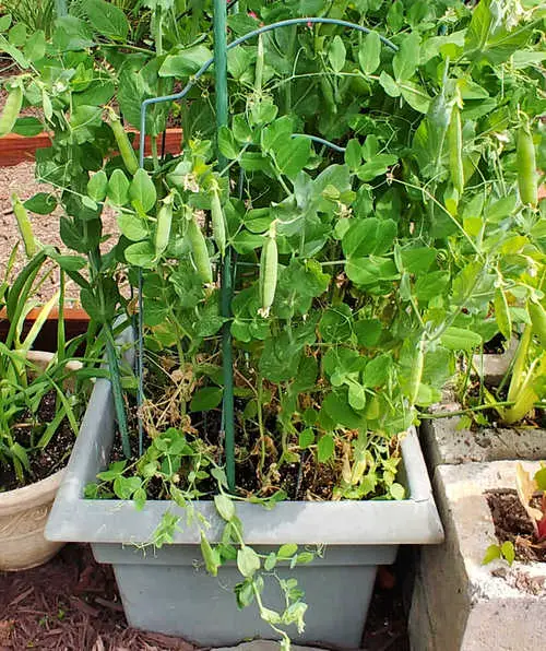 Requirements for Growing Peas in Pots