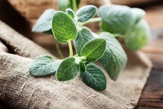 List of Cooking Herbs that you never knew