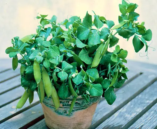 Frequently Asked Peas Questions