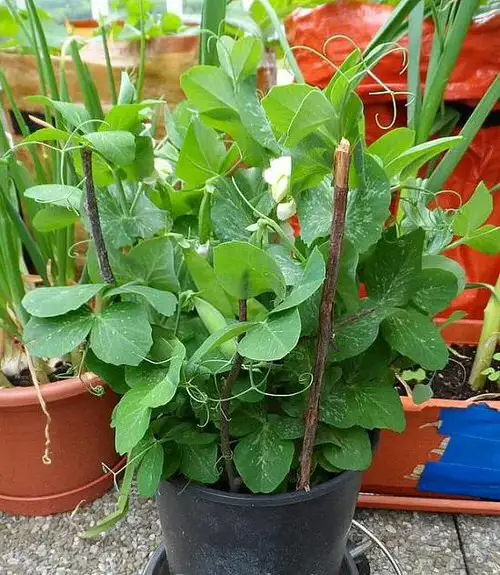 When to Plant Peas