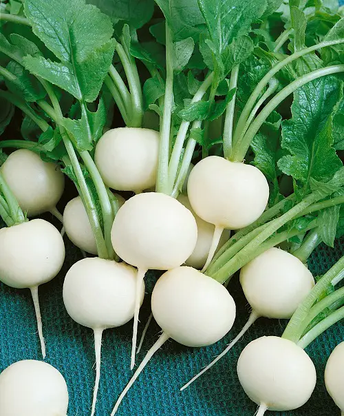 Types of Radish Varieties for Containers