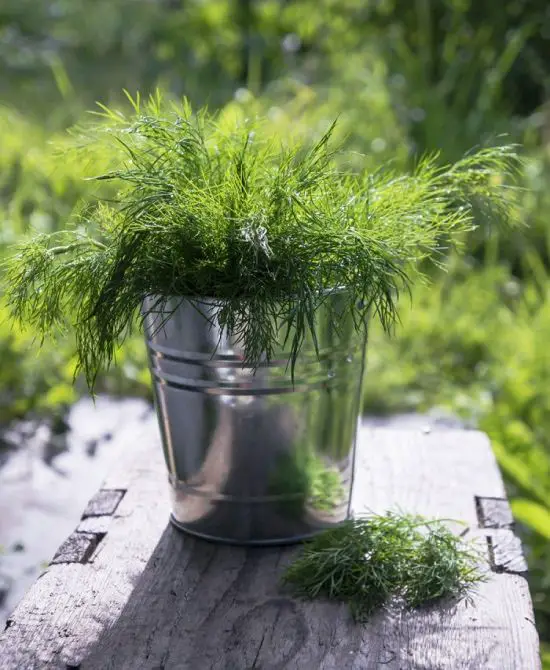 Plants that Dogs Love to Eat 2