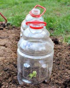 Seedling Tricks 9