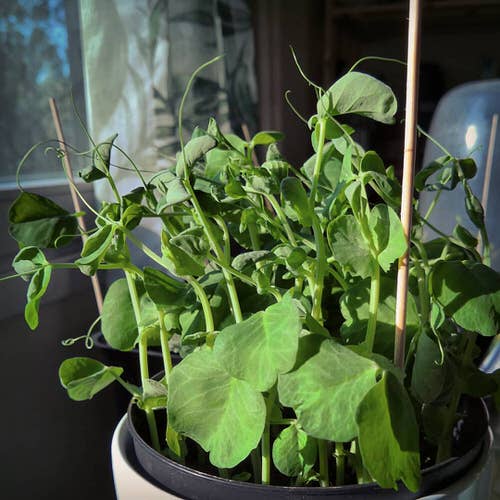 Green Pea Care