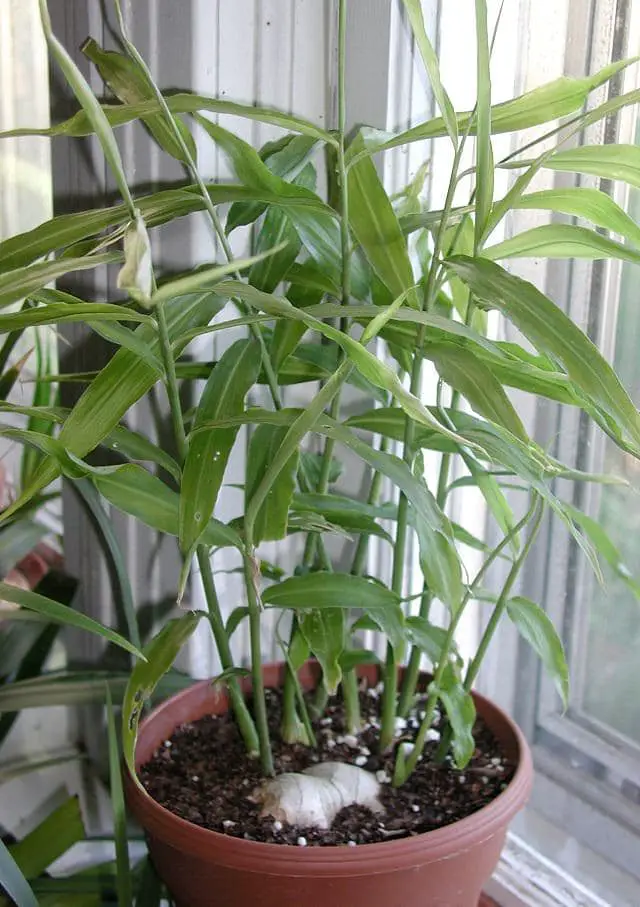 How To Grow Ginger In Pot 5