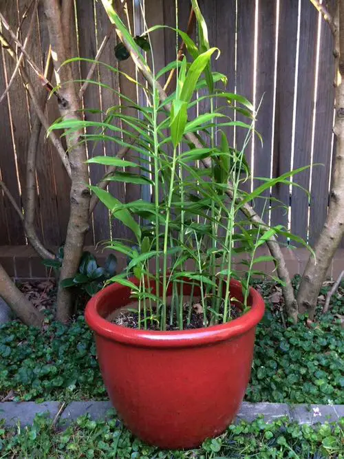 How To Grow Ginger In Pot 