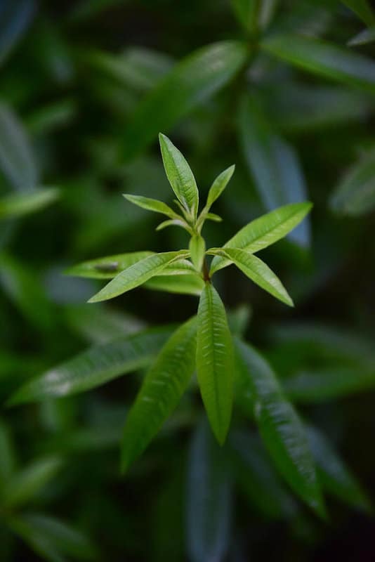List of Cooking Herbs that are too yummy to resist 