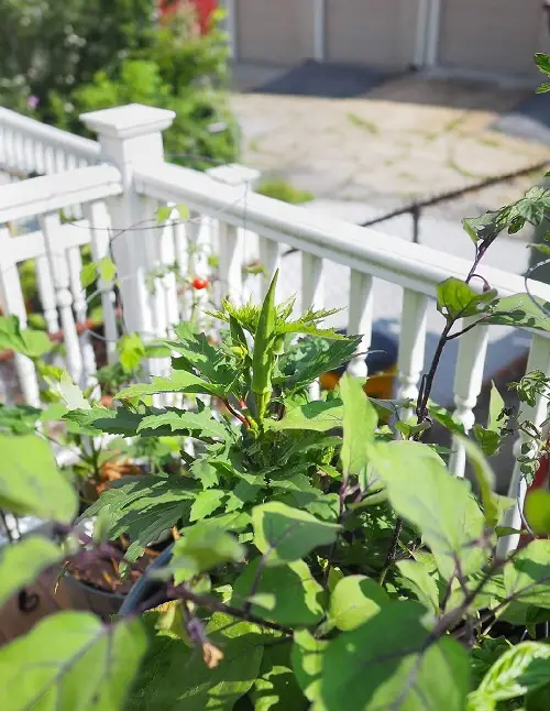 Easy Container Vegetables for Balcony