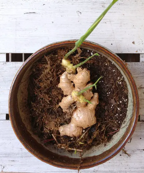 How To Grow Ginger In Pot 4