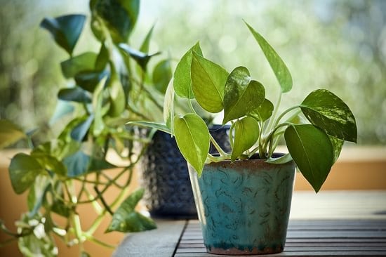 requirements for growing money plant