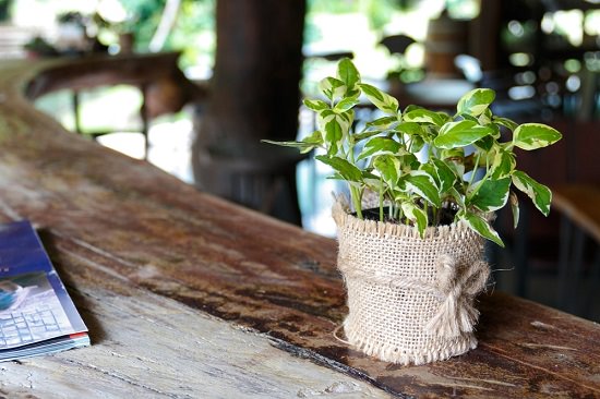How to care for money plant
