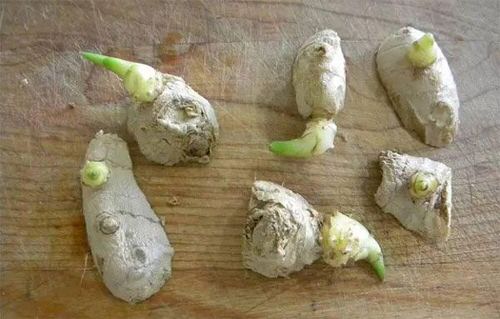 How To Grow Ginger In Pot 2