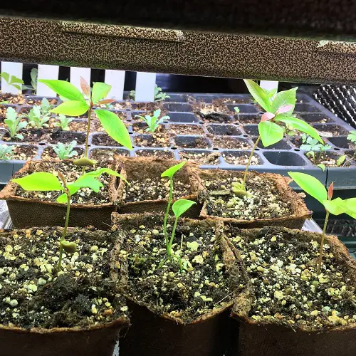 grow cloves 2