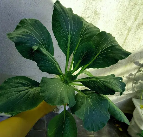 Tasty Asian Greens for Containers 4