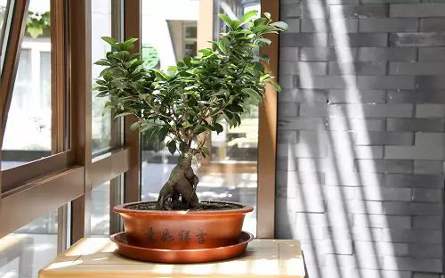 Bonsai Tree Care - Choosing a Pot