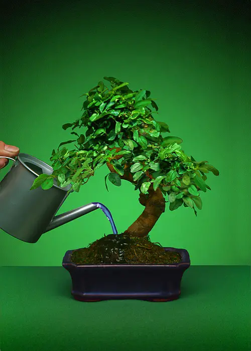 Bonsai Tree Care - Watering