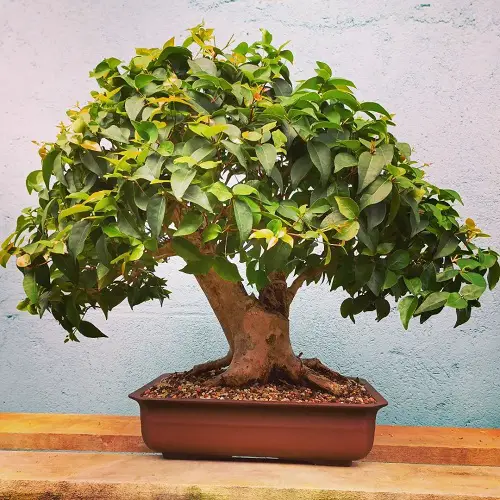 Bonsai Tree Care - Right-Growing Medium