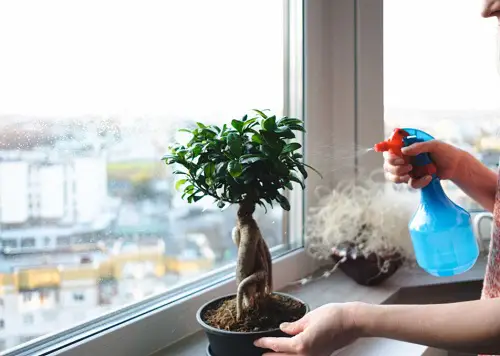 Bonsai Tree Care - Misting vs. Watering