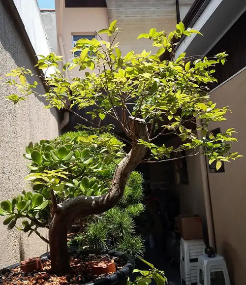 Bonsai Tree Care - Location