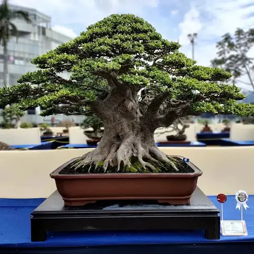 Expert Bonsai Tree Care Tips for Beginners