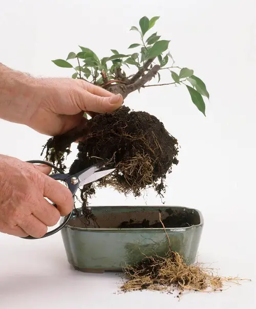 Bonsai Tree Care - Repotting
