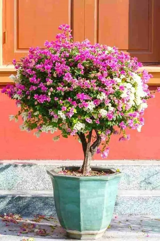 beautiful Perfect Flowers for a Full Sun