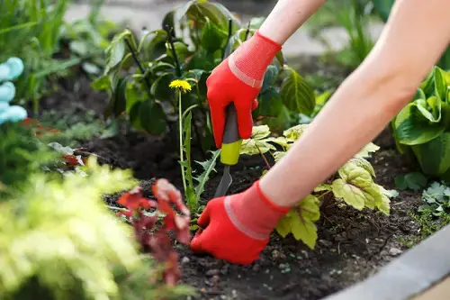 Keep Weeds in Check