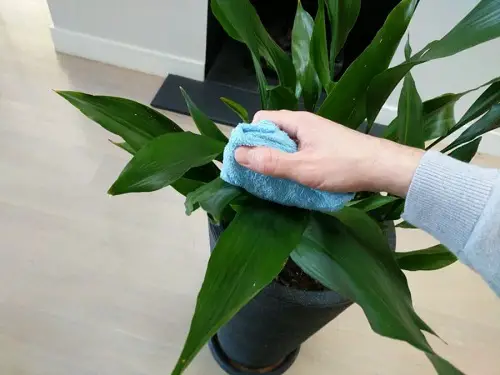 Clean the Houseplants